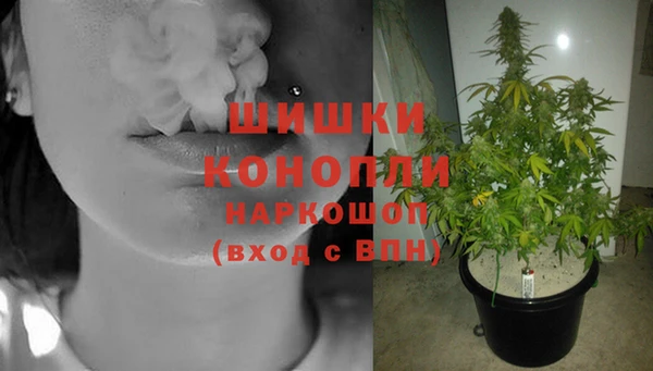 прущие грибы Вяземский